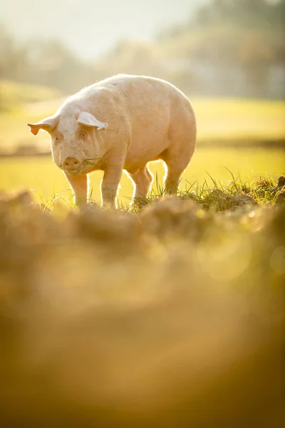 Pigs Eating Meadow Organic Meat Farm Wide Angle Lens Shot — Stock Photo, Image