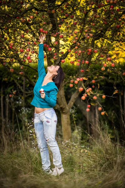可爱的年轻女子采摘苹果在果园的乐趣收获成熟的水果 她的家人的劳动 彩色色调的图像 — 图库照片