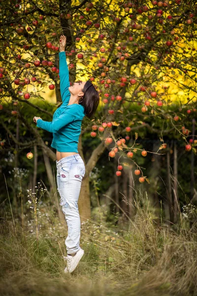 彼女の家族の労働の熟した果物を収穫する楽しみを持って果樹園でリンゴを摘むかわいい若い女性 色調の画像 — ストック写真