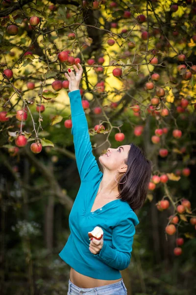 Милая Молодая Женщина Собирающая Яблоки Саду Весело Собирает Спелые Плоды — стоковое фото