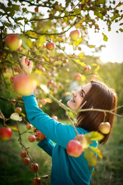 可爱的年轻女子采摘苹果在果园的乐趣收获成熟的水果 她的家人的劳动 彩色色调的图像 — 图库照片