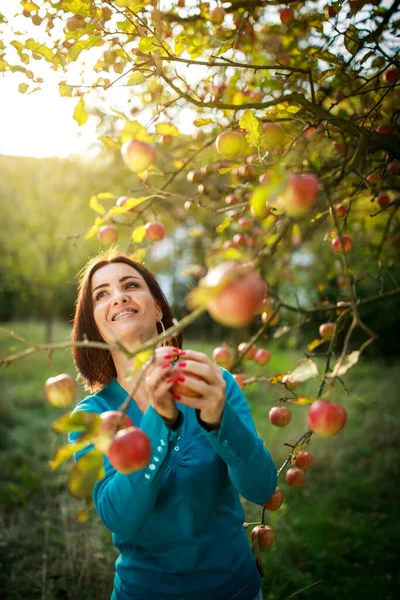 Linda Joven Recogiendo Manzanas Huerto Divirtiéndose Cosechando Los Frutos Maduros —  Fotos de Stock