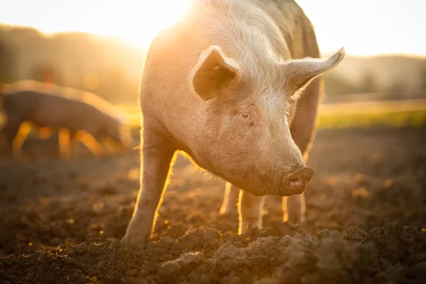 Pigs eating on a meadow in an organic meat farm - wide angle lens shot