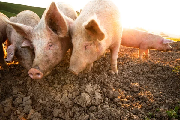 猪在草地上吃有机肉类农场大角度镜头拍摄 — 图库照片