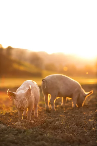 Svin Som Äter Äng Ekologisk Köttfarm Vidvinkelobjektiv Skjuten — Stockfoto