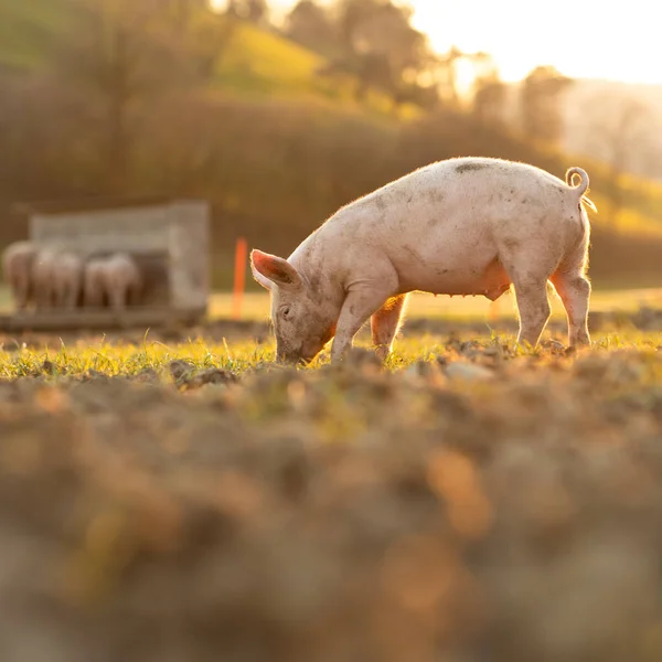 Svin Som Äter Äng Ekologisk Köttfarm Vidvinkelobjektiv Skjuten — Stockfoto