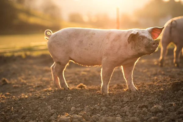 有機食肉農場の牧草地で食べる豚 広角レンズショット — ストック写真