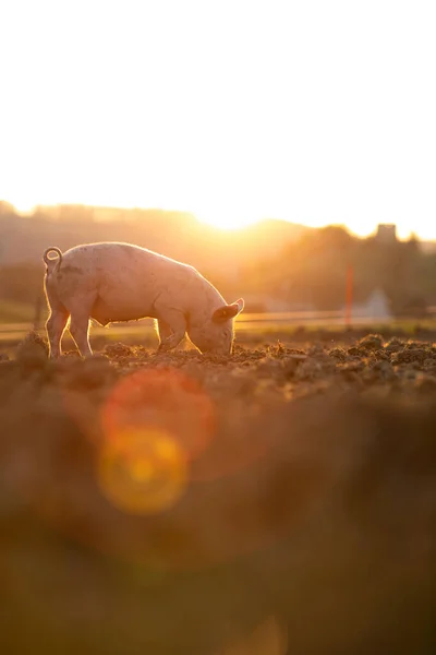 Svin Som Äter Äng Ekologisk Köttfarm Vidvinkelobjektiv Skjuten — Stockfoto