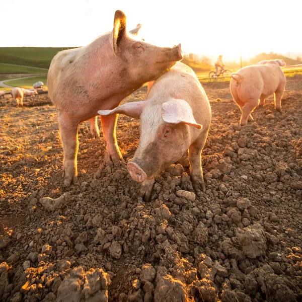 Svin Som Äter Äng Ekologisk Köttfarm Vidvinkelobjektiv Skjuten — Stockfoto