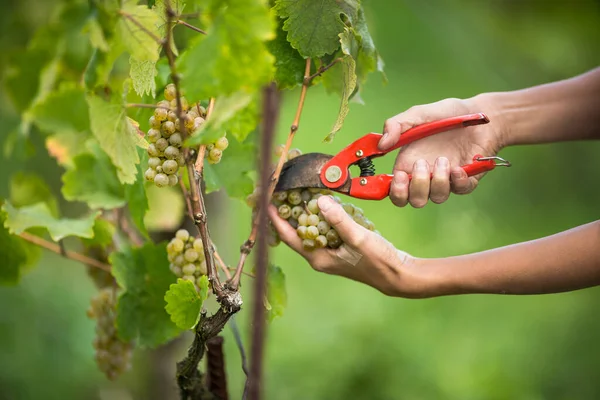 Beyaz Üzüm Hasat Eden Bir Kadın Şarap Tüccarının Elleri Renk — Stok fotoğraf