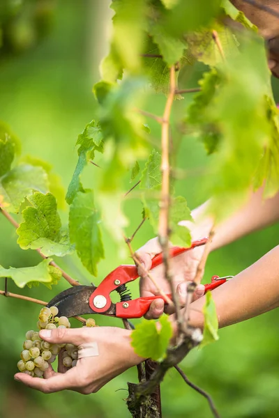 Mãos Uma Fêmea Vintner Colheita Uvas Videira Branca Cor Tonificada — Fotografia de Stock