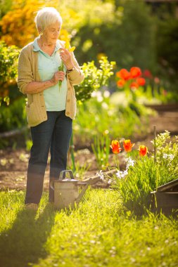 Yaşlı kadın bahçesinde bahçe işleriyle uğraşıyor. Çiçekleri suluyor.