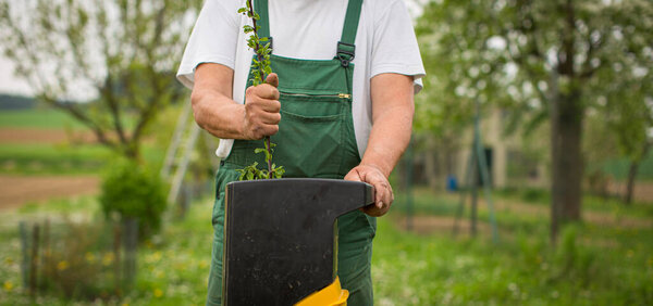 Senior man gardening in his garden (color toned image)