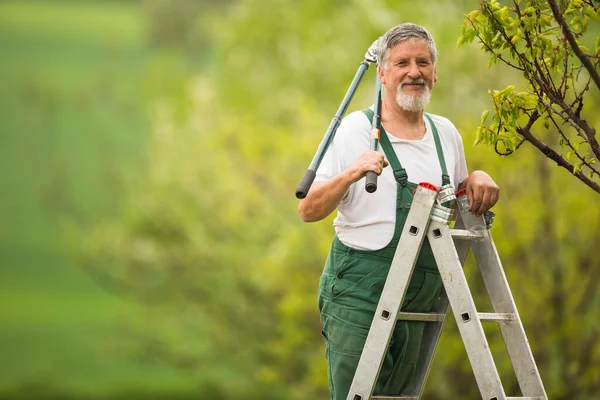Senior Gärtnert Seinem Garten Farbiges Bild Und Pflegt Seine Obstbäume — Stockfoto