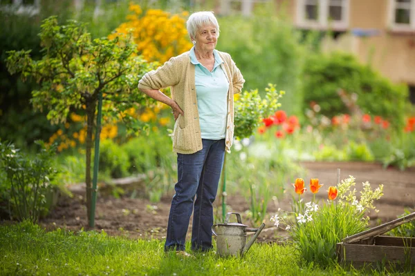 Donna Anziana Che Giardinaggio Nel Suo Bel Giardino Innaffiare Piante — Foto Stock