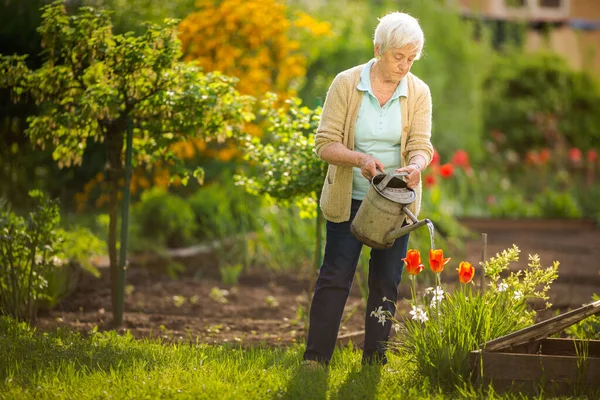 Donna Anziana Che Giardinaggio Nel Suo Bel Giardino Innaffiare Piante — Foto Stock