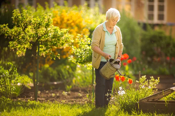 Mulher Sênior Fazendo Alguma Jardinagem Seu Lindo Jardim Regando Plantas — Fotografia de Stock