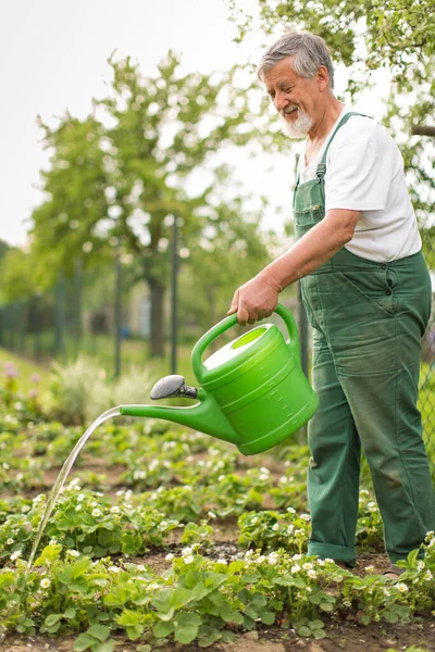 Uomo Anziano Giardinaggio Nel Suo Giardino Immagine Colori Tonica Irrigazione — Foto Stock