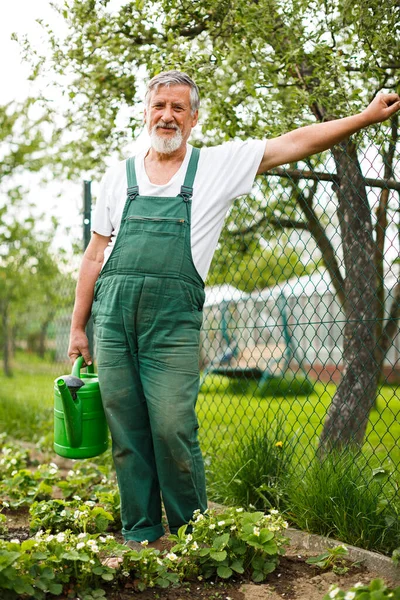 Jardinagem Homem Sênior Seu Jardim Imagem Tonificada Cor Plantas Molhando — Fotografia de Stock