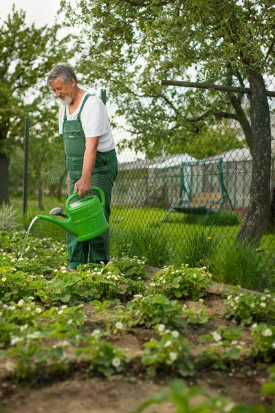 Senior Man Zahradničení Své Zahradě Barevný Odstín Zalévání Rostlin — Stock fotografie