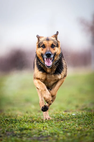 Snel Rennende Duitse Herdershond — Stockfoto