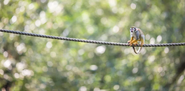 Singe Écureuil Commun Saimiri Sciureus Dof Peu Profond — Photo