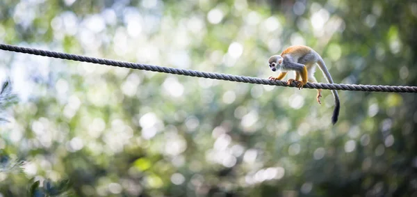 Singe Écureuil Commun Saimiri Sciureus Dof Peu Profond — Photo