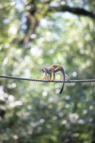 Common Squirrel Monkey Saimiri Scienceus Низкий Уровень Dof — стоковое фото