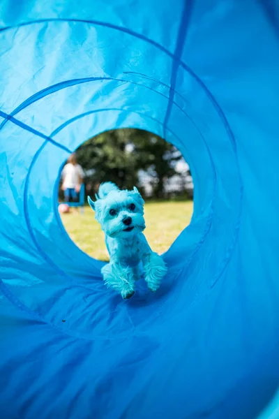 Petit Chien Mignon Qui Fait Exercice Agilité Courir Slalom Obéir — Photo