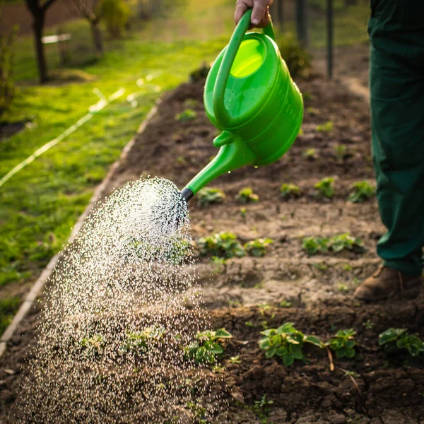 Jardinagem Homem Sênior Seu Jardim Dia Encantador Mola Imagem Tonificada — Fotografia de Stock