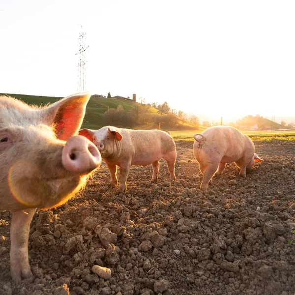 Schweine Fressen Auf Einer Wiese Einem Biobauernhof Weitwinkelobjektiv Geschossen — Stockfoto