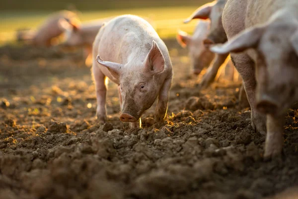 Pigs eating on a meadow in an organic meat farm - wide angle lens shot