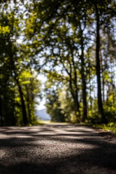 Droga Leśna Wybiórcze Skupienie Świetne Miejsce Jazdy Rowerze — Zdjęcie stockowe