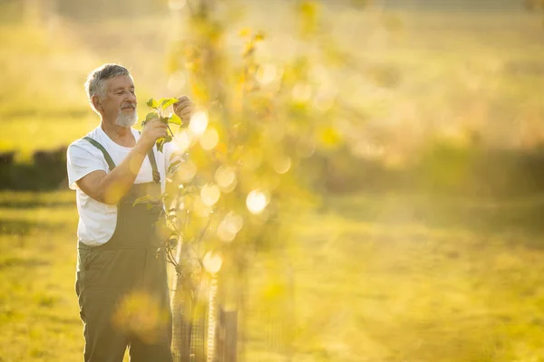 Giardinaggio Senior Nel Suo Giardino Permacultura Controllo Giovani Alberi Frutto — Foto Stock