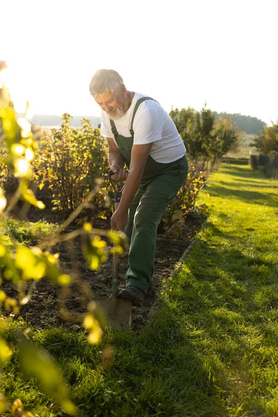 Giardiniere Senior Giardinaggio Nel Suo Giardino Permacultura Girando Terreno Nel — Foto Stock