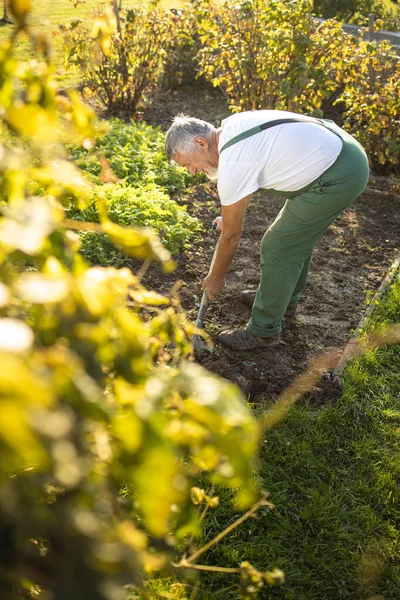 Giardiniere Senior Giardinaggio Nel Suo Giardino Permacultura Girando Terreno Nel — Foto Stock