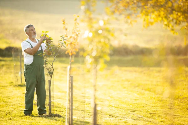 Giardinaggio Senior Nel Suo Giardino Permacultura Controllo Giovani Alberi Frutto — Foto Stock