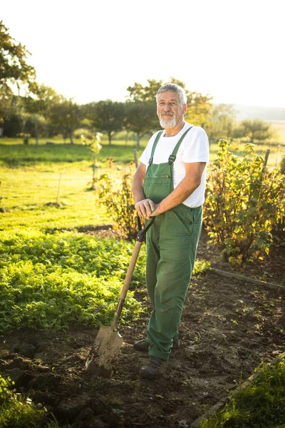 Senior Gardener Gardening His Permaculture Garden Holding Spade — Stock Photo, Image