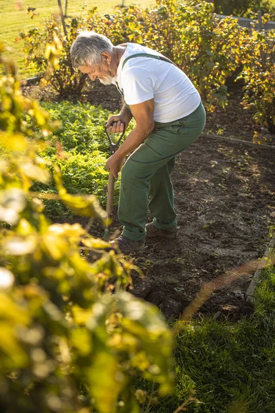 Giardiniere Senior Giardinaggio Nel Suo Giardino Permacultura Girando Terreno Nel — Foto Stock