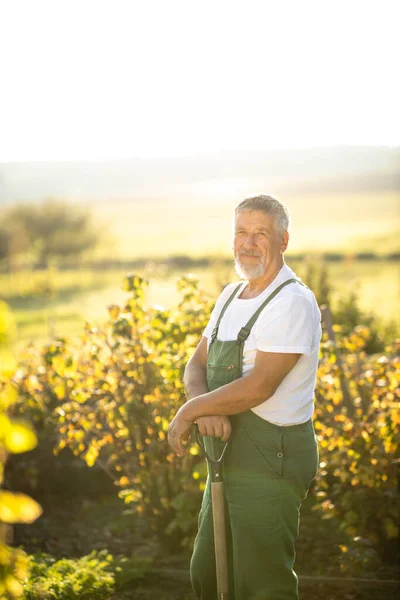 Senior Gardener Gardening His Permaculture Garden Holding Spade — Stock Photo, Image