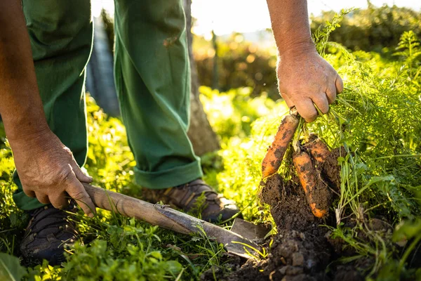 Giardinaggio Senior Nel Suo Giardino Permacultura Raccolta Carote — Foto Stock