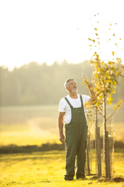 Senior Gärtner Gärtnert Seinem Permakultur Garten Junge Obstbäume Seinem Obstgarten — Stockfoto