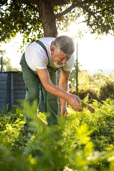 彼のパーマカルチャーガーデンのシニア庭師 ニンジンの収穫 — ストック写真