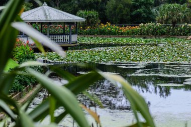 çiçek açan nilüferler ile havuzda çardak