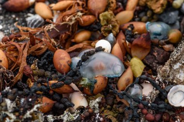 renkli taşlar kabukları ve sahilde deniz yosunu