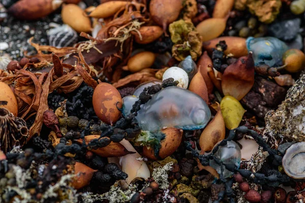 renkli taşlar kabukları ve sahilde deniz yosunu