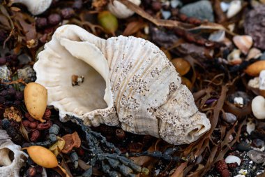 Sahilde deniz kabuğu