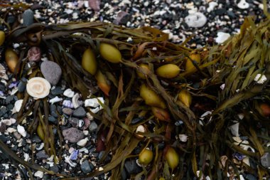 Deniz kestanesi, kabukları ve sahilde deniz yosunu