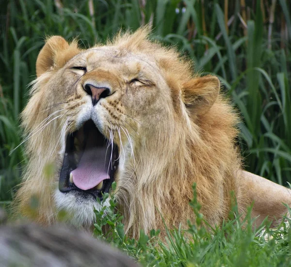 Portrait Young Lion Resting Bush — Stock Photo, Image