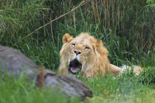 Portrait Young Lion Resting Bush — Stock Photo, Image